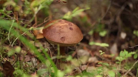 Picking mushrooms in the forest Video stock 67831074
