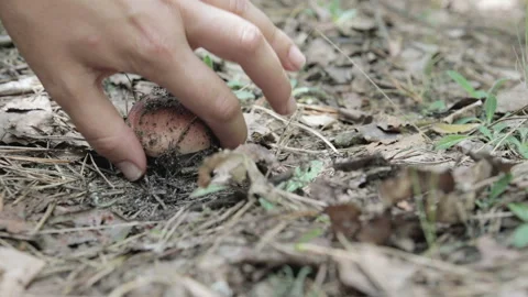 Picking mushrooms in the forest Vídeo Stock 92102085