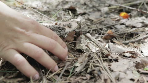Picking mushrooms in the forest Stock Footage 92102383