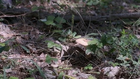 Picking mushrooms in the forest. Stock Footage 102296359
