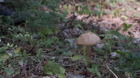 Picking mushrooms in the forest. Stockbeeldmateriaal 102296372