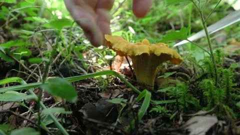 Picking mushrooms in the forest Stock Footage 136642892