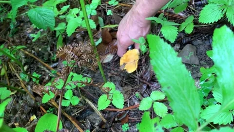 Picking mushrooms in the forest Stock Footage 153070741