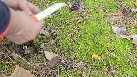 Picking mushrooms in the forest. Video stock 155502423