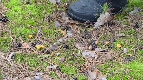 Picking mushrooms in the forest. Video stock 155502452