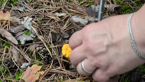 Picking mushrooms in the forest. Video stock 155502656