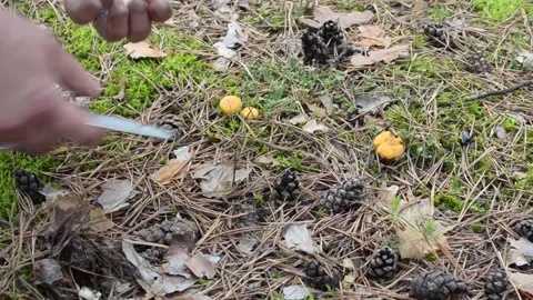 Picking mushrooms in the forest. Stock-Footage 155502810