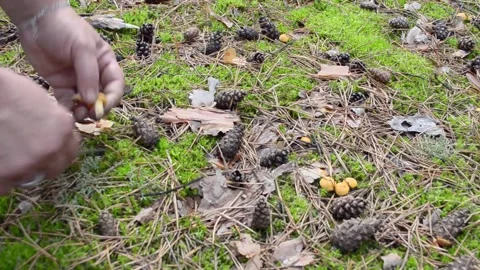 Picking mushrooms in the forest. Stock-Footage 155502922