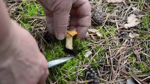 Picking mushrooms in the forest. Video stock 155502953