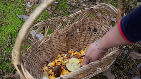 Picking mushrooms in the forest. Video stock 155503067