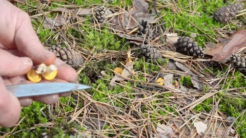 Picking mushrooms in the forest. Video stock 155503200