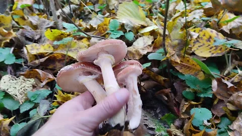 Picking mushrooms in the forest Stock Footage 267663657