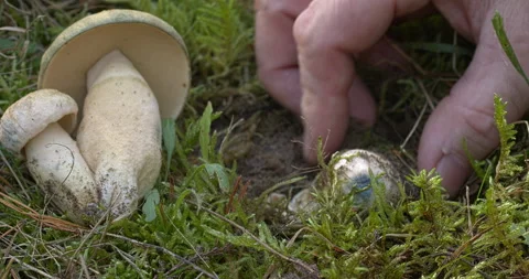 Picking mushrooms in the forest. Stock Footage 277217816