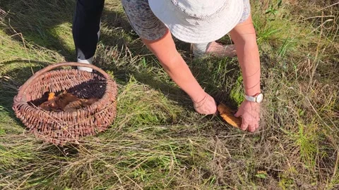 Picking mushrooms in the forest. Stock Footage 346543790