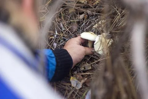 Picking mushrooms in the forest Stock Photos
