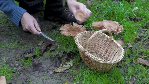 Picking mushrooms on the grass Stock Footage 157718545