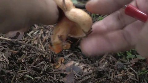 Picking up Mushrooms - Lactarius Deliciosus Video stock 80542089