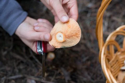 Picking mushrooms Stock Photos