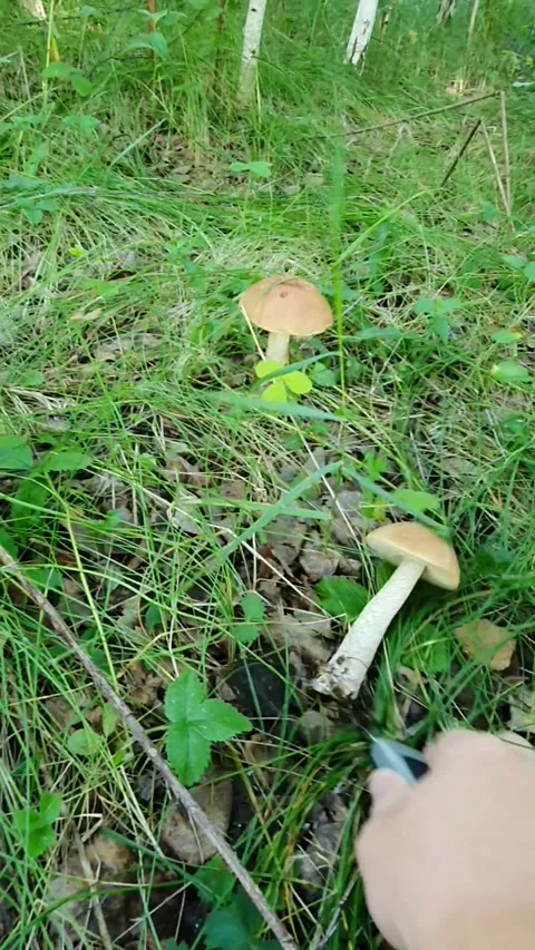 Picking mushrooms in the summer forest Video stock 201933585
