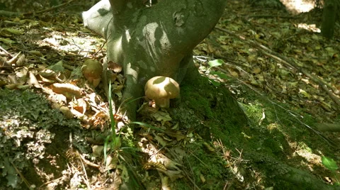 Picking Mushrooms in the Woods Stock Footage 52213675