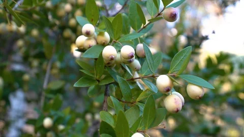 Picking myrtle tree's fruit. Stock Footage 122438468