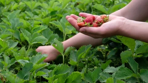 Picking Newly Raised Strawberries in Spring 库存影片 140027261
