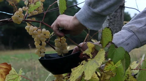 Picking noah grapes in field Stock-Footage 68549420