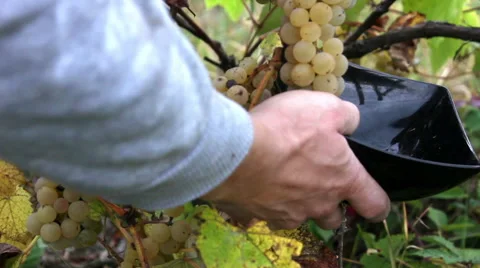 Picking noah grapes Vitis X labruscana Video stock 68549505