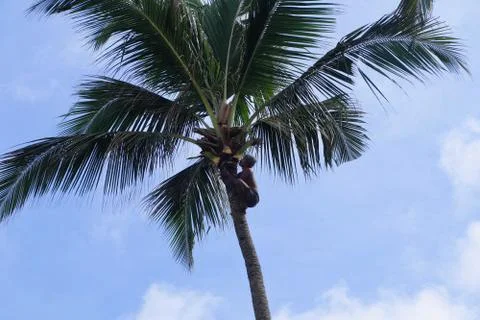 Picking nuts from a coconut tree Foto stock