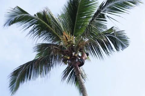 Picking nuts from a tree Stock-Fotos