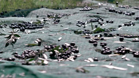 Picking olives fallen from tree on green net Stock Footage 233894544