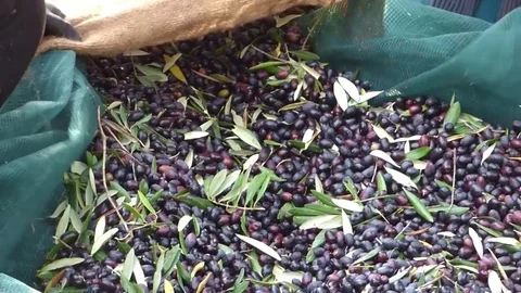 Picking olives Stock Footage 69712088