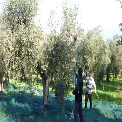 Picking olives Stock Footage 69712165