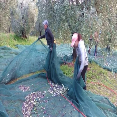 Picking olives Stock Footage 69712250