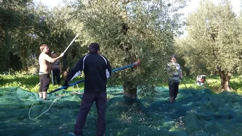 Picking olives Stock Footage 69712353