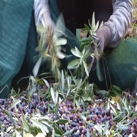 Picking olives Stock Footage 69712465