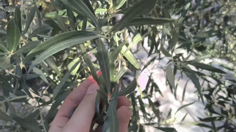 Picking Olives By Hand, Olive Harvest Season, Mediterranean Nutrition, Extra Video stock 323789910