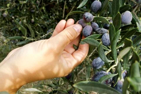 Picking olives Фото