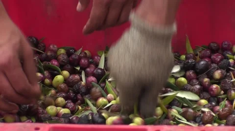 Picking of olives in Provence Stock Footage 53338126
