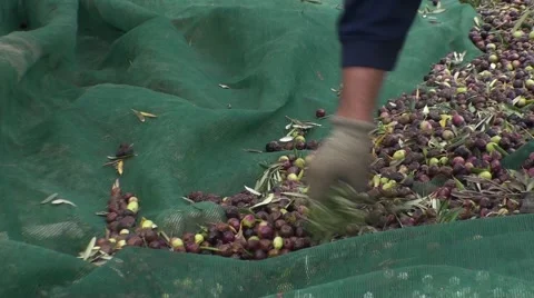 Picking of olives in Provence 스톡 동영상 53338166