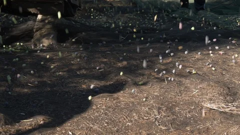 Picking olives from tree during olives harvesting. Olive tree shaking. Stock Footage 117433986