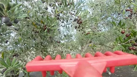 Picking olives from the tree using a rake on sunny and clear day, POV view. Stock Footage 144140392