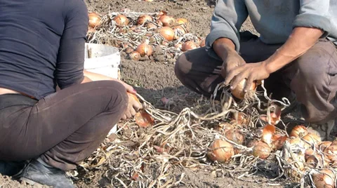 Picking onion on field Stock Footage 32141104