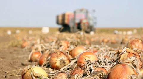 Picking Onion Stock Footage 32140879