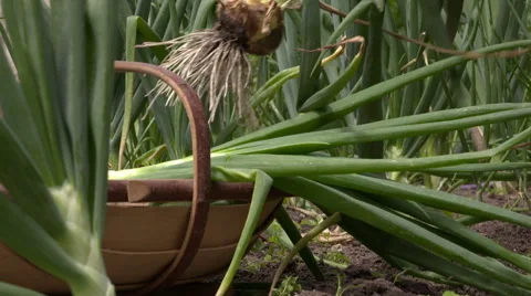 Picking onions in the kitchen garden Stock Footage 57408740