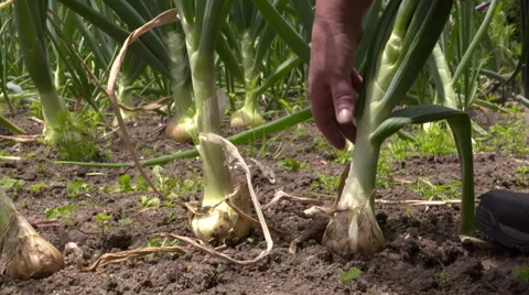 Picking onions in the kitchen garden Stock Footage 57410457