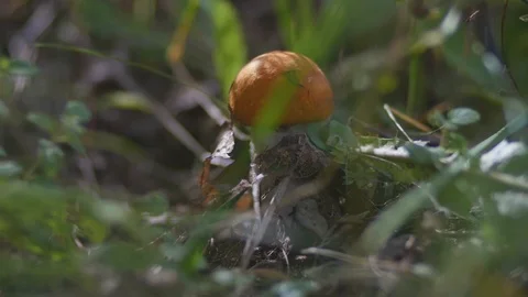Picking orange-cap boletus with knife Stock Footage 123335389