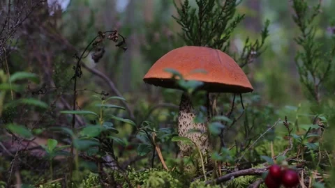 Picking the orange capped boletus in a wild forest during autumn harvest Video stock 284845072