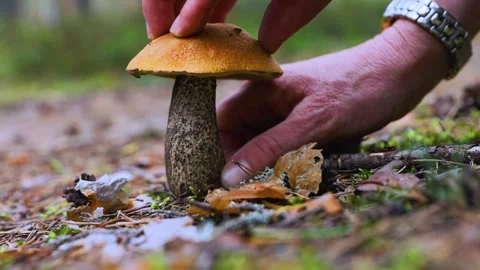 Picking the orange capped boletus in a wild forest during autumn harvest Stock-Footage 284845317