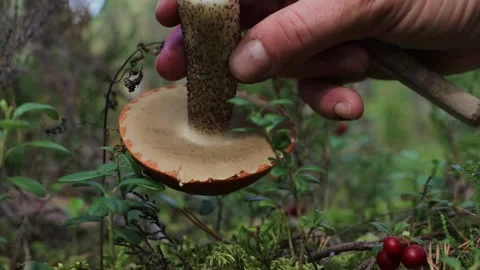 Picking the orange capped boletus in a wild forest during autumn harvest Video stock 284845387